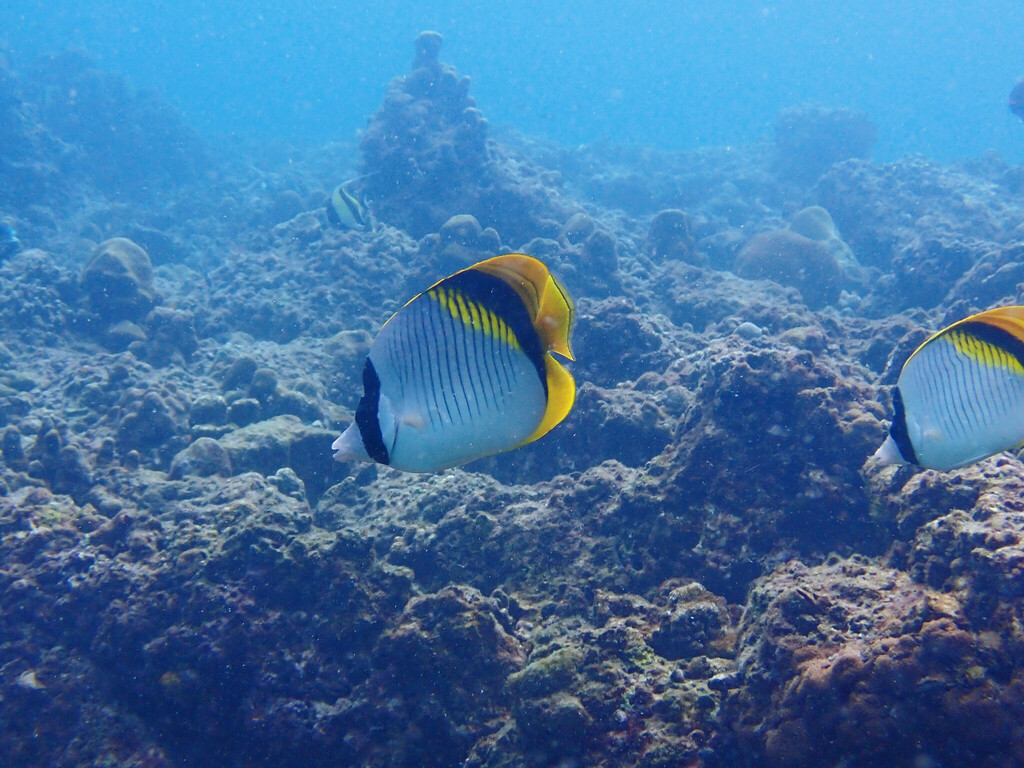 Lined butterflyfish