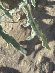 Baileya pauciradiata