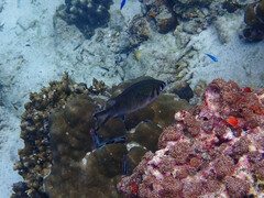 Chromis weberi