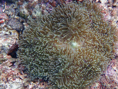 Heteractis magnifica