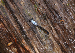 Austroargiolestes elke