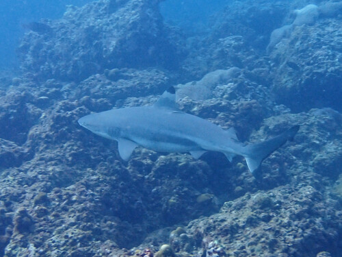 Blacktip Reef Shark (Carcharhinus melanopterus)