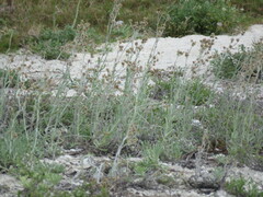 Pseudognaphalium sandwicensium