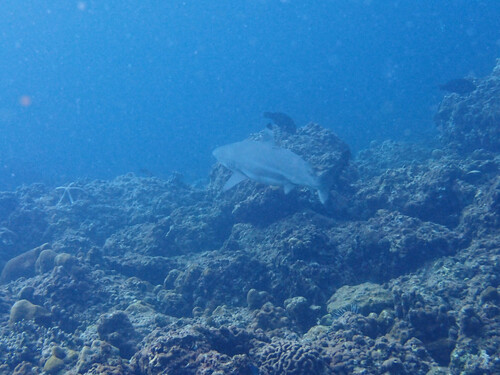 Blacktip Reef Shark (Carcharhinus melanopterus)