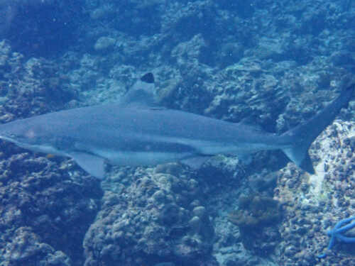 Blacktip Reef Shark (Carcharhinus melanopterus)