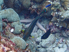 Halichoeres marginatus