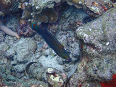 Halichoeres marginatus