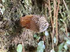 Calostoma japonicum