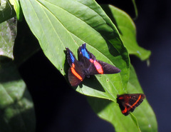 Ancyluris inca