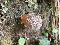 Calostoma japonicum