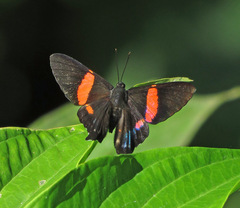 Ancyluris inca