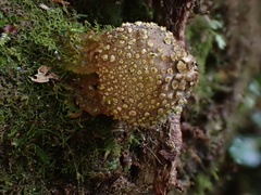 Calostoma japonicum