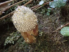 Calostoma japonicum