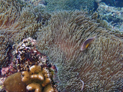 Heteractis magnifica