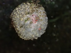 Calostoma japonicum
