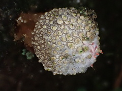 Calostoma japonicum
