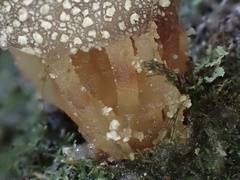 Calostoma japonicum