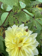 Diabrotica limitata