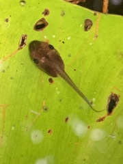 Microhylinae