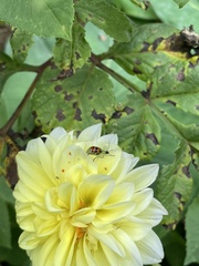 Diabrotica limitata