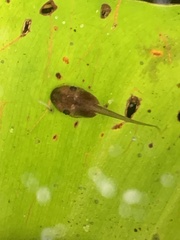 Microhylinae