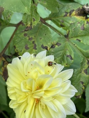 Diabrotica limitata