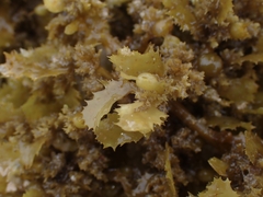 Sargassum fluitans