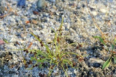 Cyperus subsquarrosus