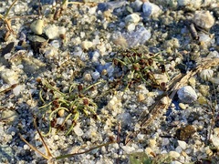 Cyperus subsquarrosus