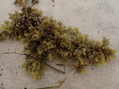 Sargassum fluitans