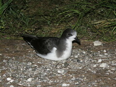 Pterodroma hypoleuca