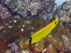 Chaetodon andamanensis