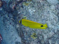 Chaetodon andamanensis