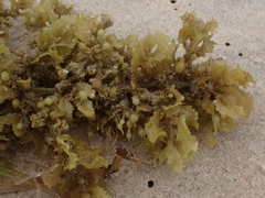 Sargassum fluitans