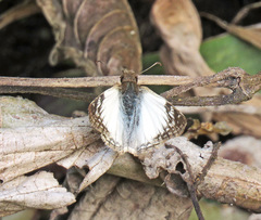 Heliopetes laviana