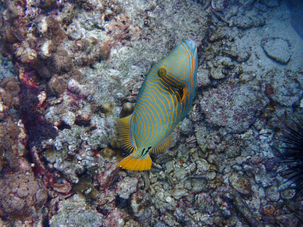 Orange-lined triggerfish