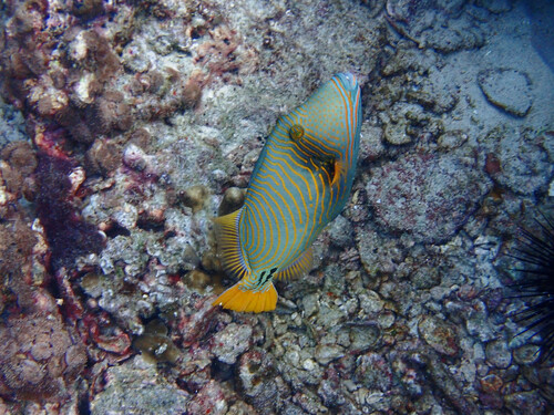 Orangestripe Triggerfish (Balistapus undulatus)