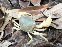 Geothelphusa dehaani