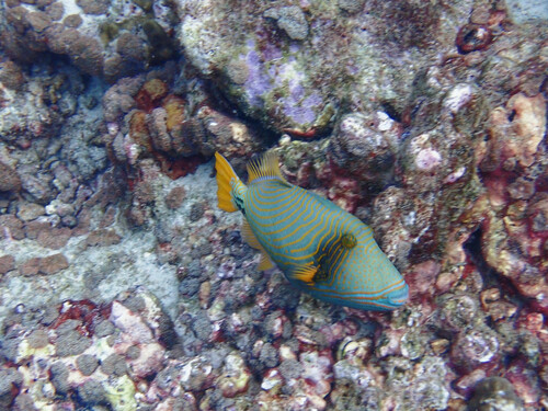 Orangestripe Triggerfish (Balistapus undulatus)