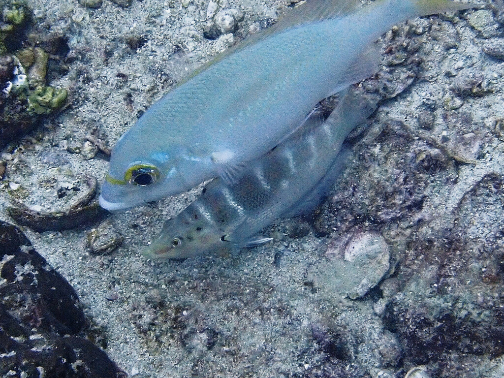 Batu Coris