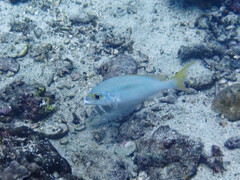 Scolopsis monogramma