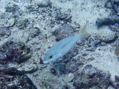 Scolopsis monogramma