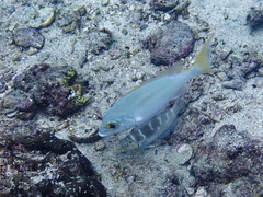 Scolopsis monogramma