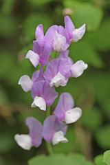 Lathyrus pauciflorus utahensis