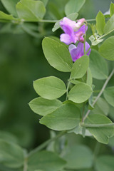 Lathyrus pauciflorus utahensis