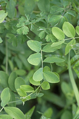 Lathyrus pauciflorus utahensis