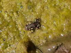 Rhinella atacamensis