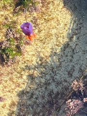 Flabellinopsis iodinea