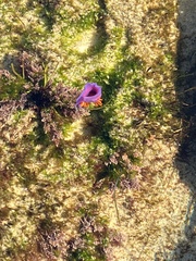 Flabellinopsis iodinea