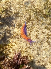 Flabellinopsis iodinea